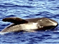 Pygmy Killer Whale