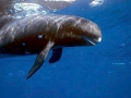 Pygmy Killer Whale