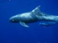 Pygmy Killer Whale