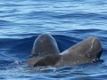 Pygmy Killer Whale
