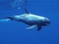 Pygmy Killer Whale