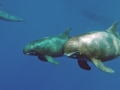 Pygmy Killer Whale