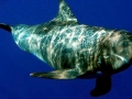 Pygmy Killer Whale