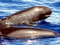 Pygmy Killer Whale