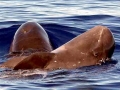 Pygmy Killer Whale