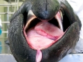Pygmy Right Whale