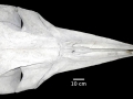Pygmy Right Whale