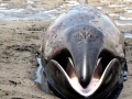 Pygmy Right Whale