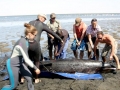Pygmy Right Whale