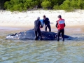 Pygmy Right Whale