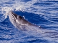 Pygmy Right Whale