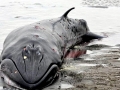 Pygmy Right Whale