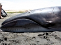 Pygmy Right Whale