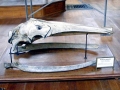 Pygmy Right Whale