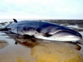 Pygmy Right Whale