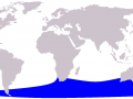 Pygmy Right Whale