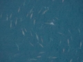 Pygmy Right Whale