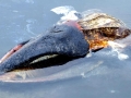 Pygmy Right Whale