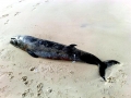 Pygmy Right Whale