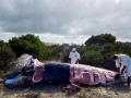 Pygmy Right Whale
