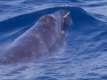 Pygmy Right Whale
