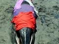 Pygmy Right Whale