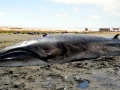 Pygmy Right Whale
