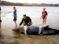 Pygmy Right Whale
