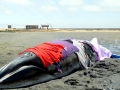 Pygmy Right Whale