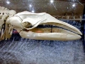Pygmy Right Whale