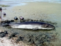Pygmy Right Whale