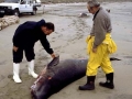 Pygmy Right Whale