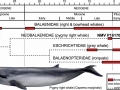 Pygmy Right Whale