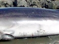 Pygmy Right Whale