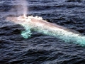 Pygmy Right Whale