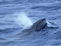 Pygmy Right Whale