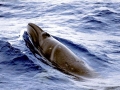 Pygmy Right Whale