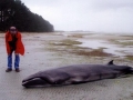 Pygmy Right Whale