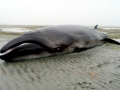 Pygmy Right Whale