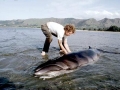 Pygmy Right Whale