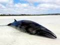Pygmy Right Whale