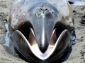 Pygmy Right Whale