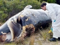 Pygmy Right Whale