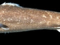 Dwarf Lantern Shark