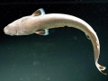 Dwarf Lantern Shark