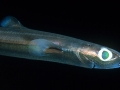 Dwarf Lantern Shark