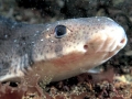 Dwarf Lantern Shark