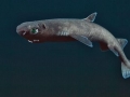 Dwarf Lantern Shark