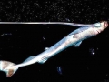 Dwarf Lantern Shark