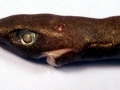 Dwarf Lantern Shark